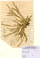 藏品(Ulva insignis (Areschoug) Papenfuss)的圖片